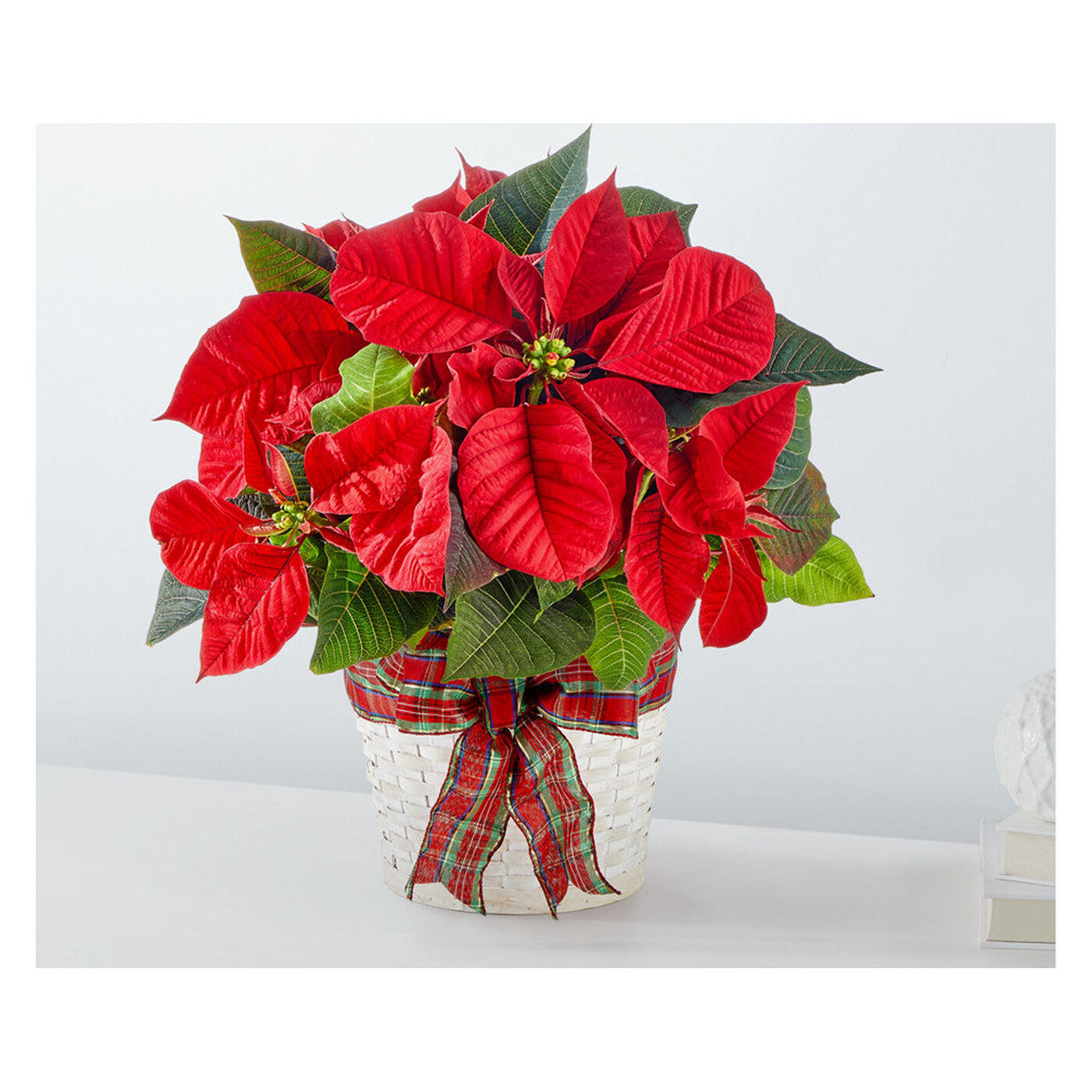 Happiest Holidays Poinsettia arrangement option 2