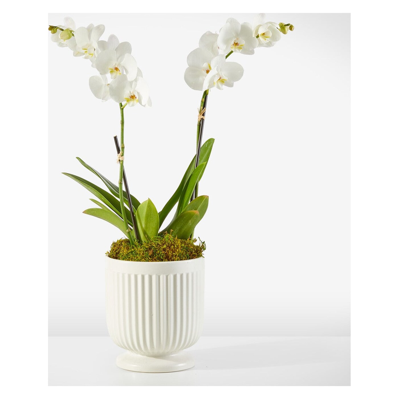 Whispering White Orchid arrangement option 2