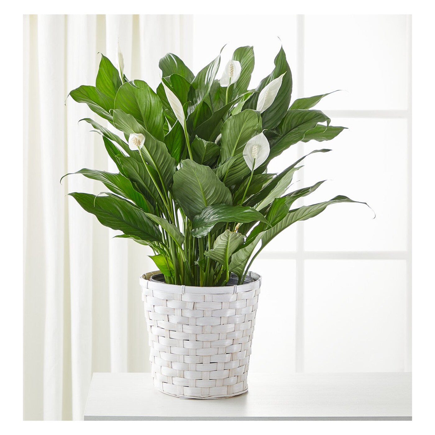 A New Leaf Peace Lily arrangement option 3