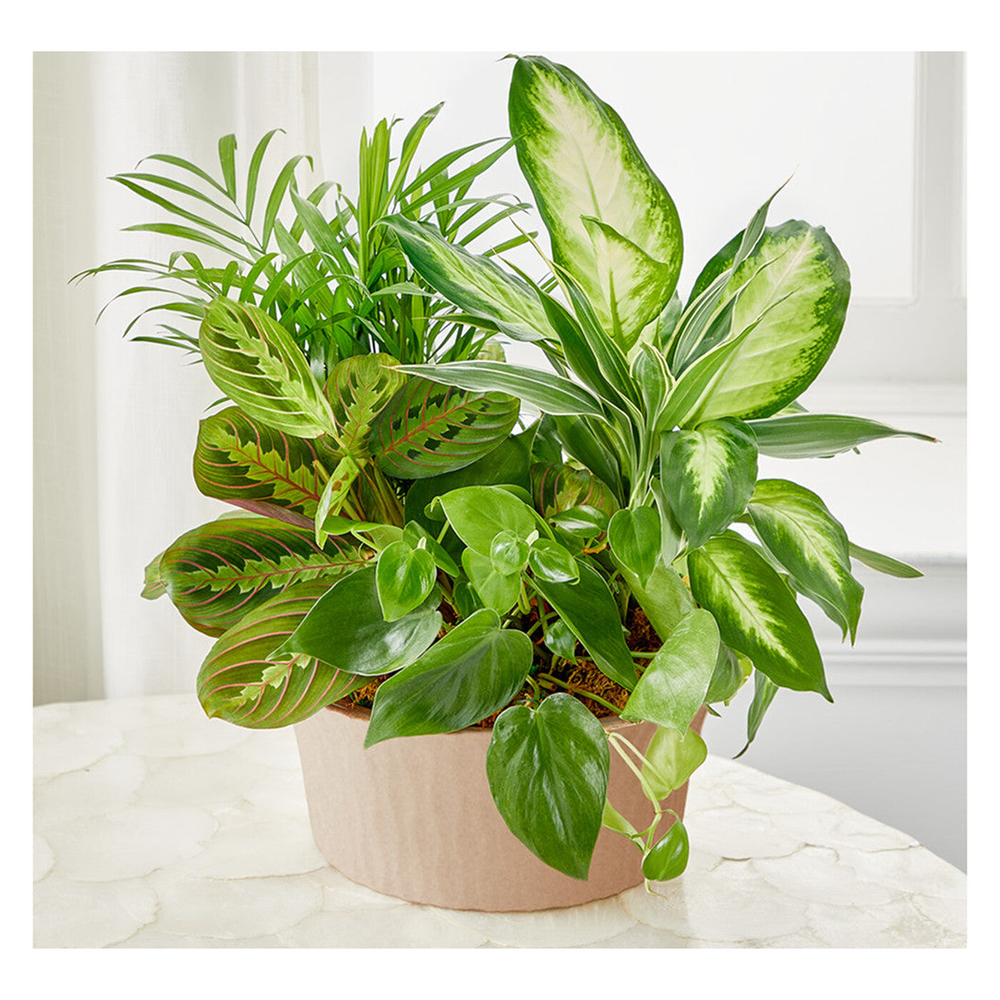 Balance & Harmony Dishgarden arrangement option 2