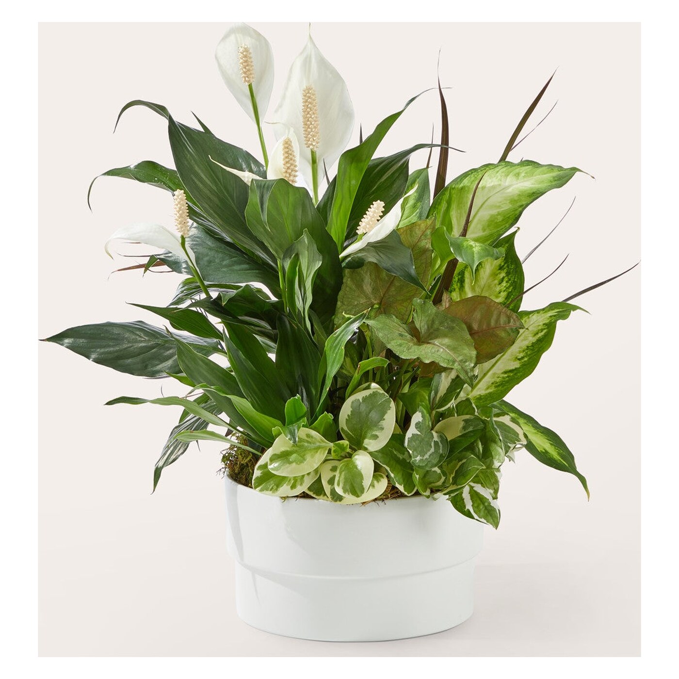 Radiating Positivity Dishgarden arrangement option 2